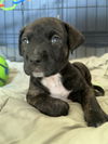 adoptable Dog in raleigh, NC named Siren