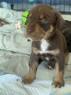 adoptable Dog in raleigh, NC named Scout