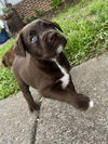 adoptable Dog in  named Atticus