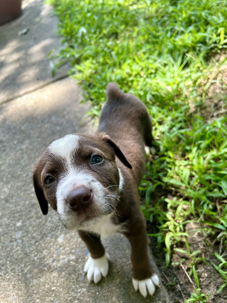 adoptable Dog in Raleigh, NC named Gatsby