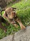 adoptable Dog in raleigh, NC named Romeo