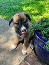 adoptable Dog in raleigh, NC named Miles