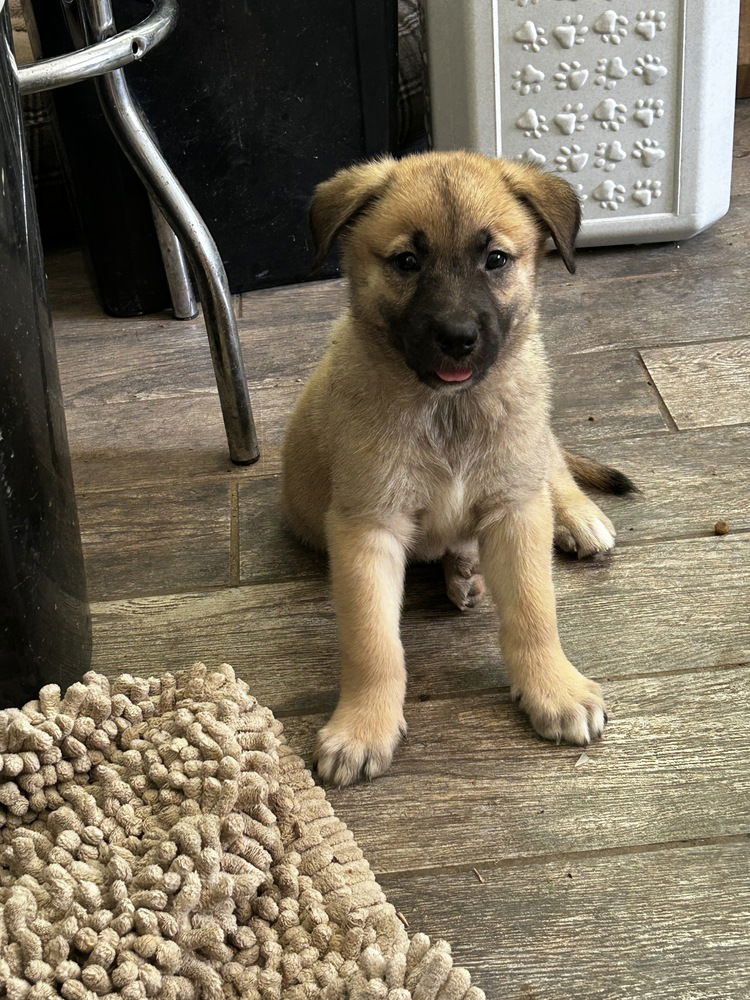 adoptable Dog in Raleigh, NC named Davis