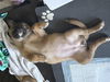 adoptable Dog in  named Deeva