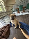 adoptable Dog in  named Dash