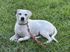 adoptable Dog in  named Laney