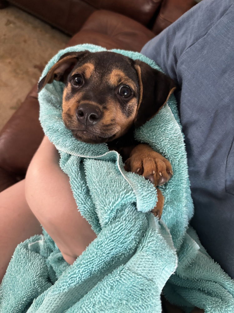 adoptable Dog in Raleigh, NC named Jonesy