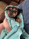 adoptable Dog in  named Jonesy