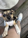 adoptable Dog in  named Pickles