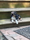 adoptable Dog in  named Lottie