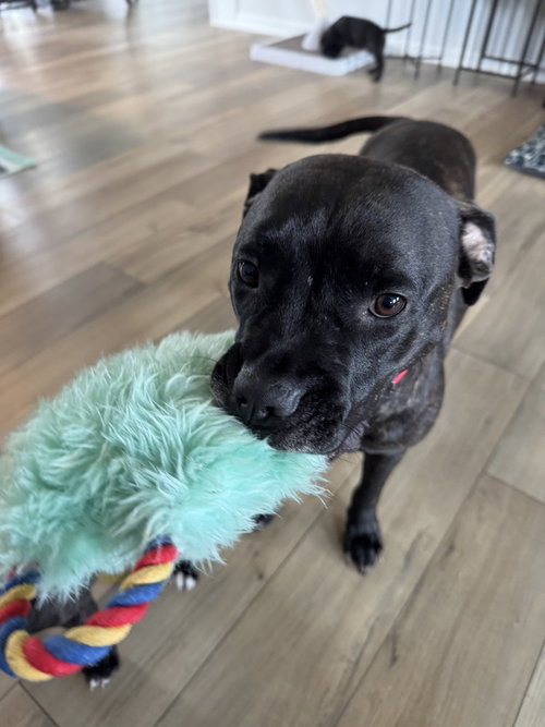 picture of the dog needing adoption
