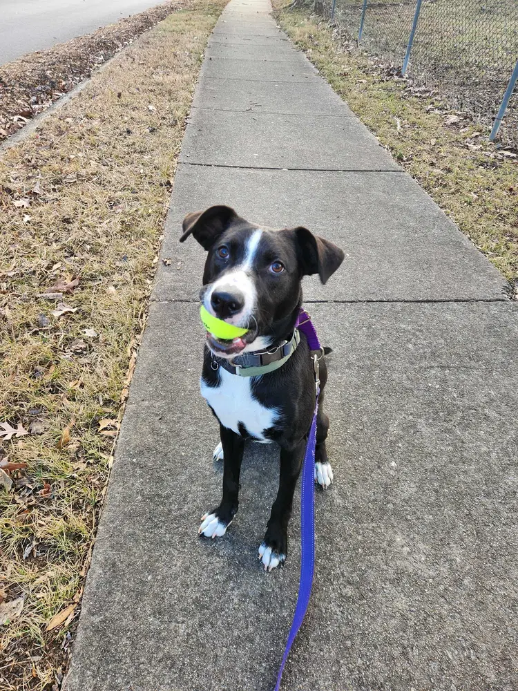 Simba - Border Collie