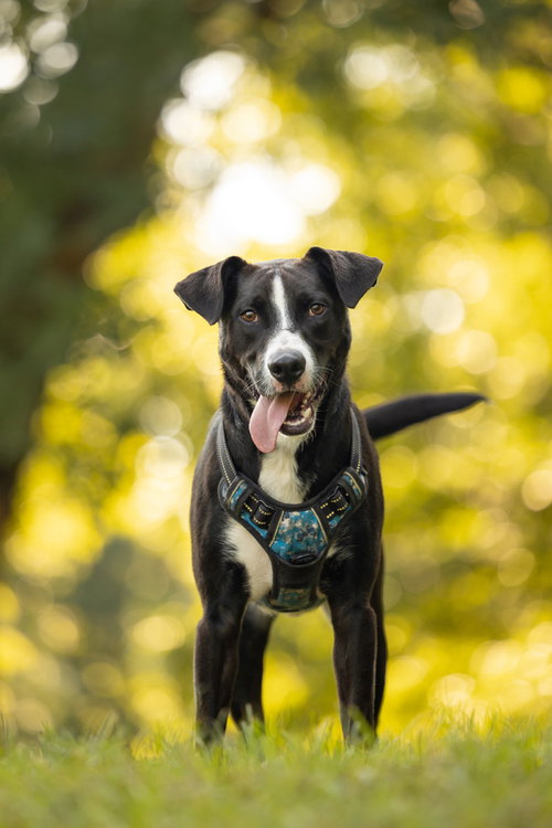 picture of the dog needing adoption