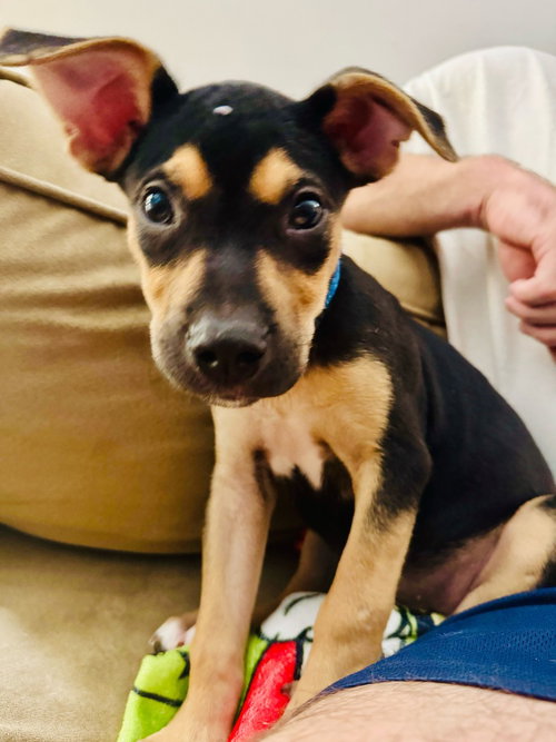 picture of the dog needing adoption