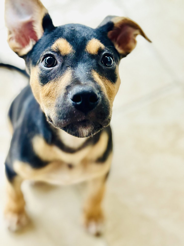 Pablo