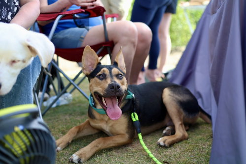 Pablo, an adoptable American Staffordshire Terrier in Raleigh, NC