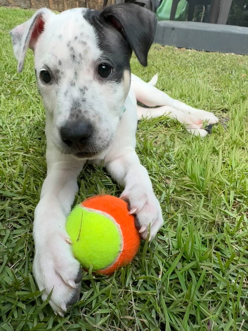 picture of the dog needing adoption