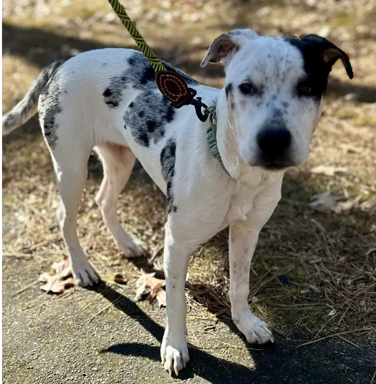 Heily - Australian Cattle Dog/Blue Heeler