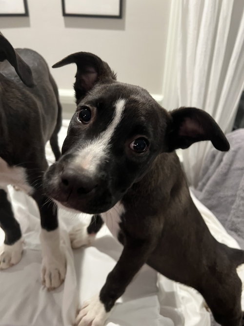 picture of the dog needing adoption