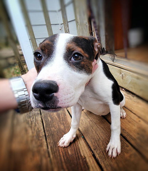 picture of the dog needing adoption