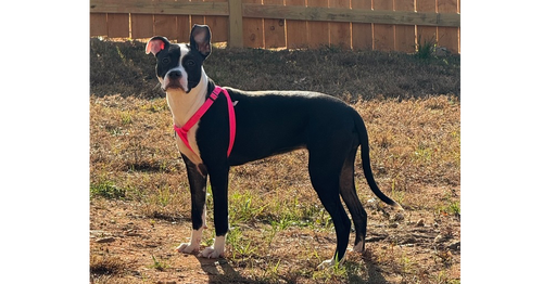 picture of the dog needing adoption