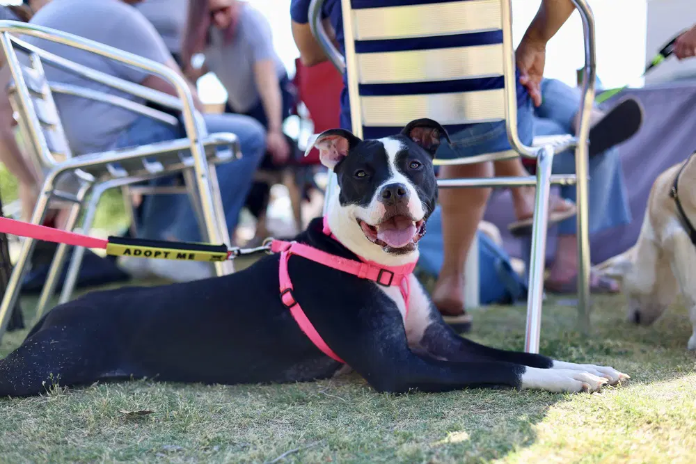 Tallulah - Pit Bull Terrier