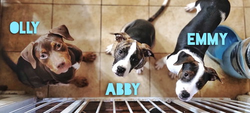 Abigail (Abby) — thumbnail 7