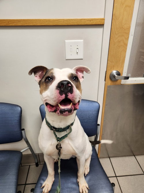 picture of the dog needing adoption