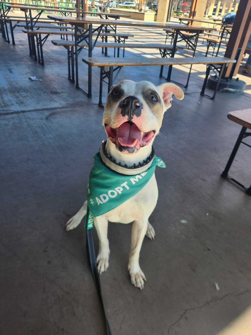 Newton, an adoptable Staffordshire Bull Terrier in Raleigh, NC