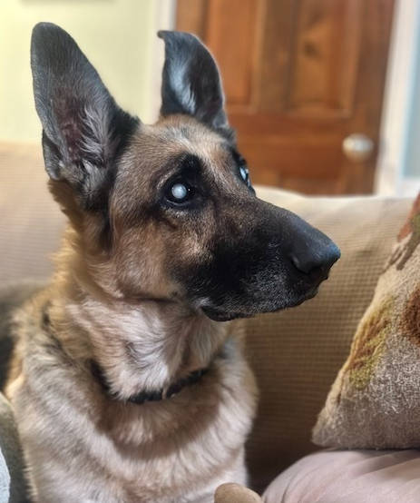 picture of the dog needing adoption