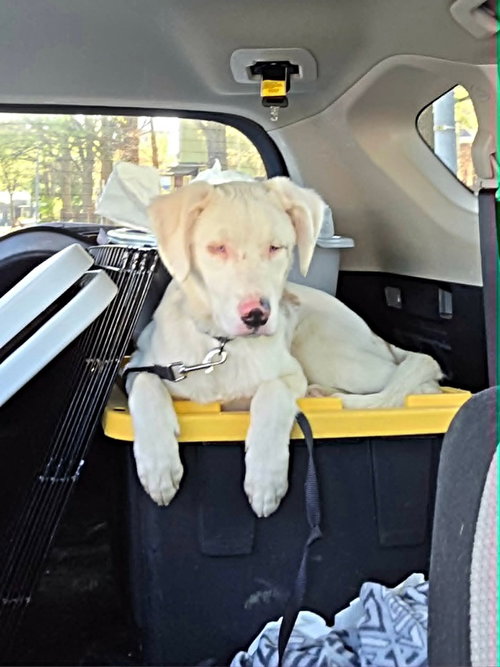 Seven, an adoptable Australian Shepherd in Raleigh, NC