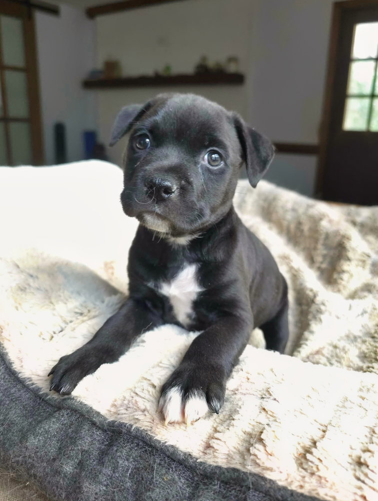 Onyx