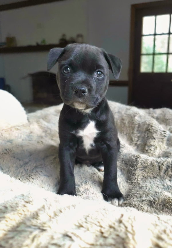 Onyx