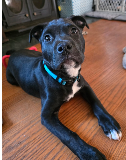 Onyx, an adoptable Pit Bull Terrier in Raleigh, NC