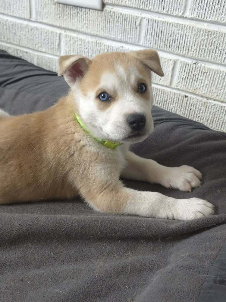Orion