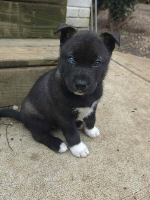 Siri, an adoptable Husky in Raleigh, NC