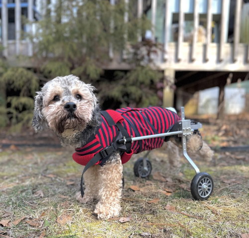 Bentley, an adoptable Yorkshire Terrier Yorkie in Raleigh, NC