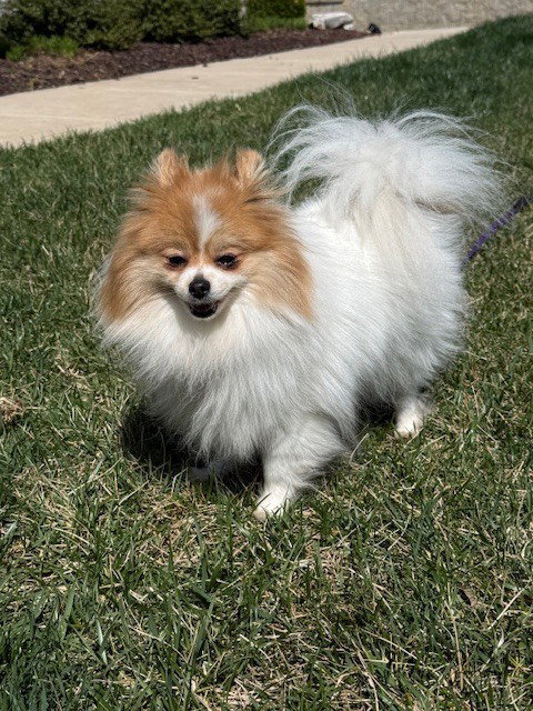 Pom Pom, an adoptable Pomeranian in Raleigh, NC