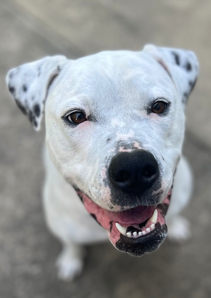 picture of the dog needing adoption