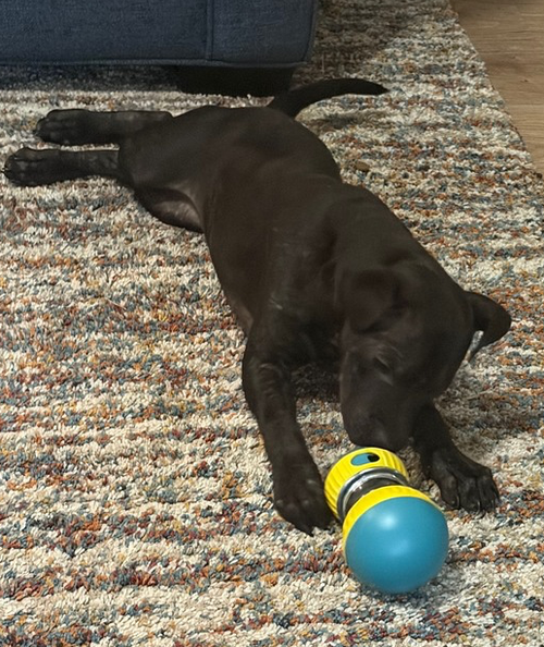 Willow, an adoptable American Pit Bull Terrier in Raleigh, NC