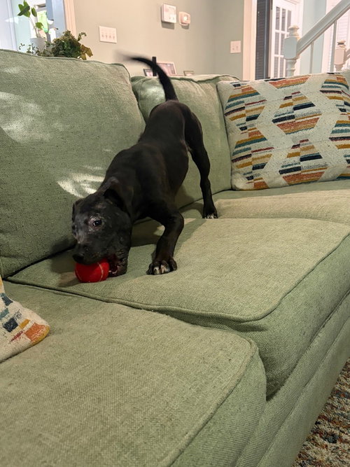 Ivy, an adoptable American Pit Bull Terrier in Raleigh, NC