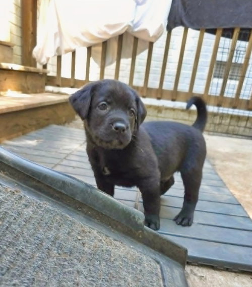 Bayou, an adoptable Rottweiler in Raleigh, NC