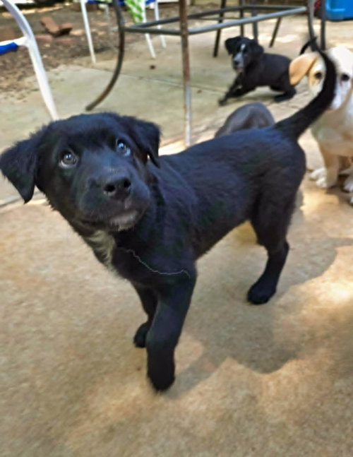 Bayou, an adoptable Rottweiler in Raleigh, NC