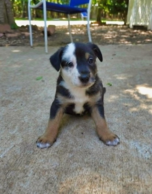 Voodoo, an adoptable Rottweiler in Raleigh, NC