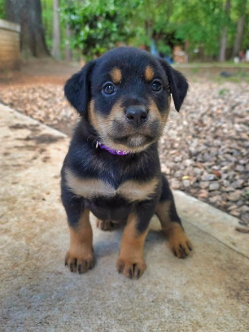 Beignet, an adoptable Rottweiler in Raleigh, NC