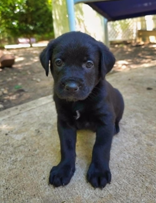 Bourbon, an adoptable Rottweiler in Raleigh, NC