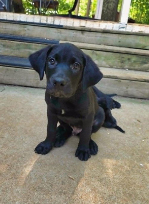 Bourbon, an adoptable Rottweiler in Raleigh, NC