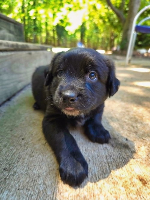 Cane, an adoptable Rottweiler in Raleigh, NC