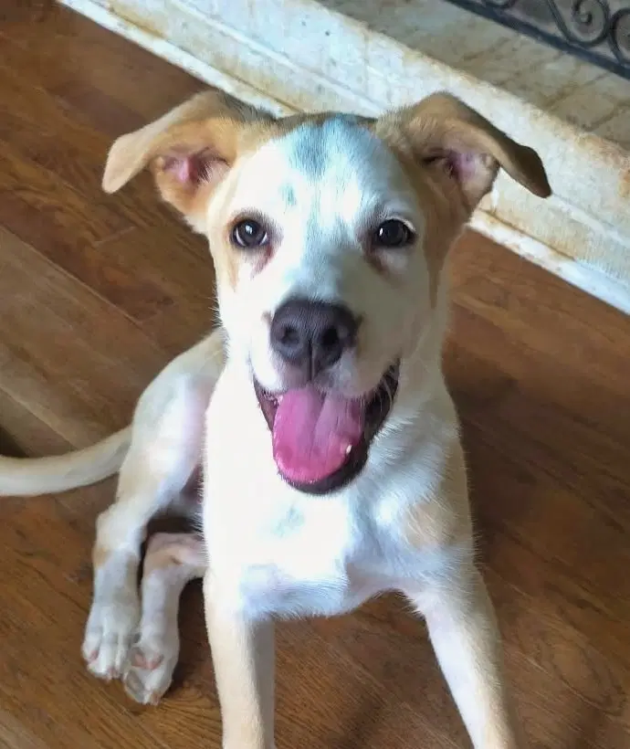 Cypress - Labrador Retriever