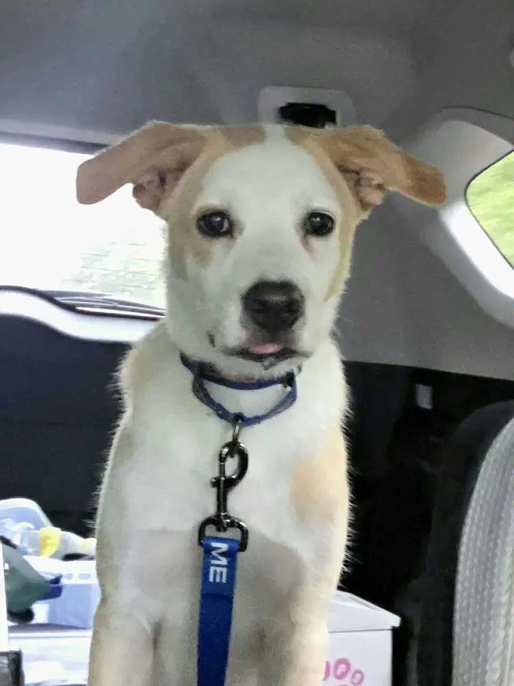 Cypress - Labrador Retriever